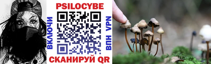 купить наркотики цена  Туран  Псилоцибиновые грибы Psilocybe 